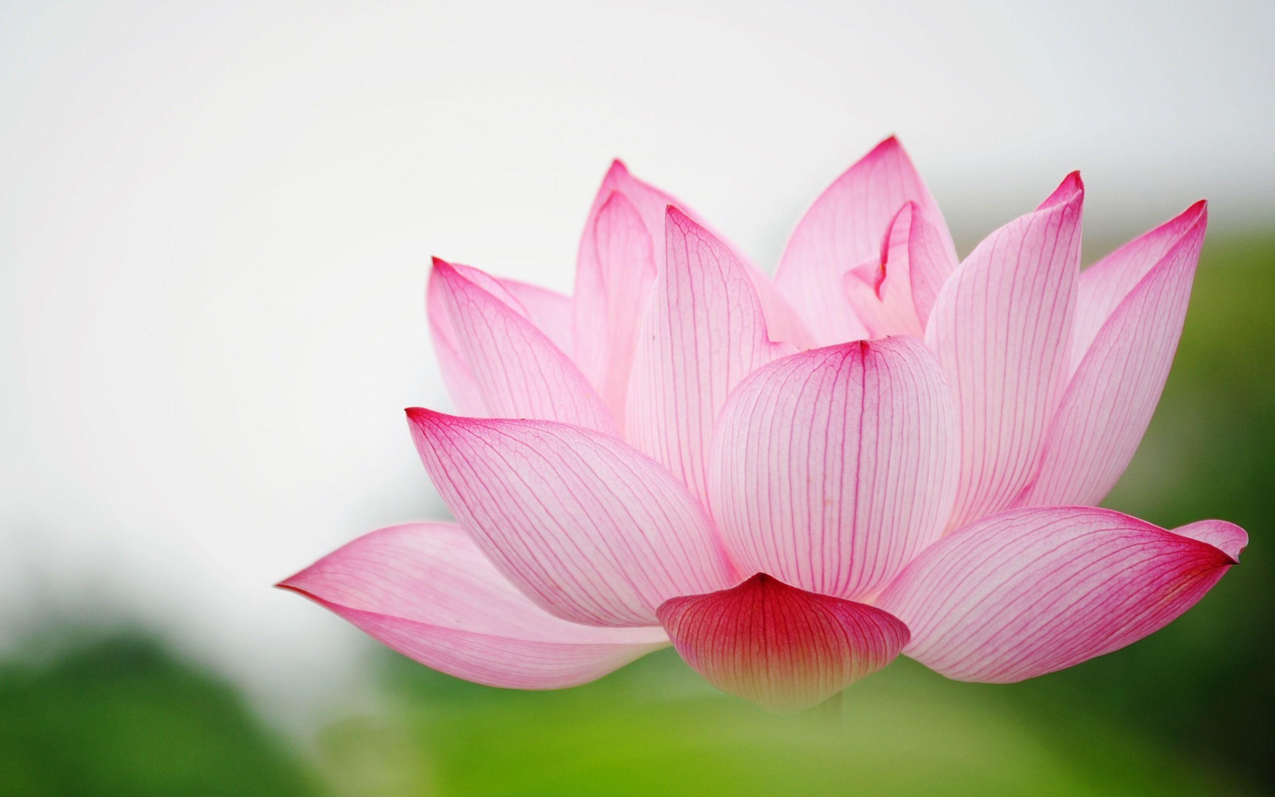Lotus FLowers Inside Wallpaper Free Walls Wallpaper
