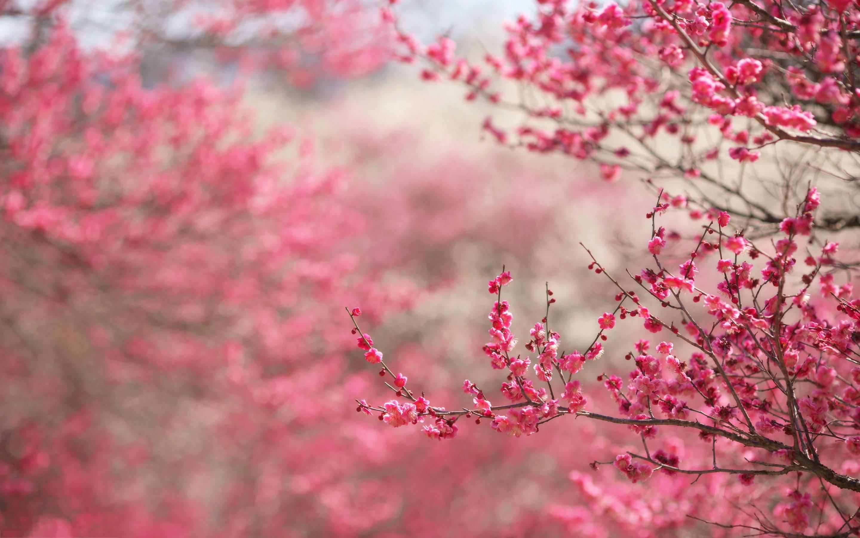 Wallpaper For > Pink Cherry Blossom Background