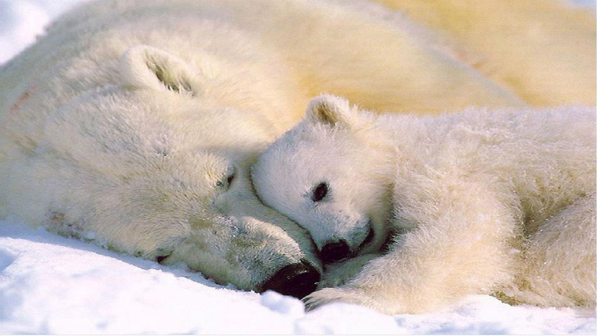 Animals For > Baby Polar Bear Wallpaper