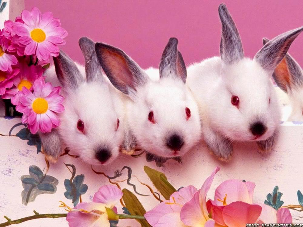 Magnificence Cute Bunnies Easter Wallpaper High Resolution Image