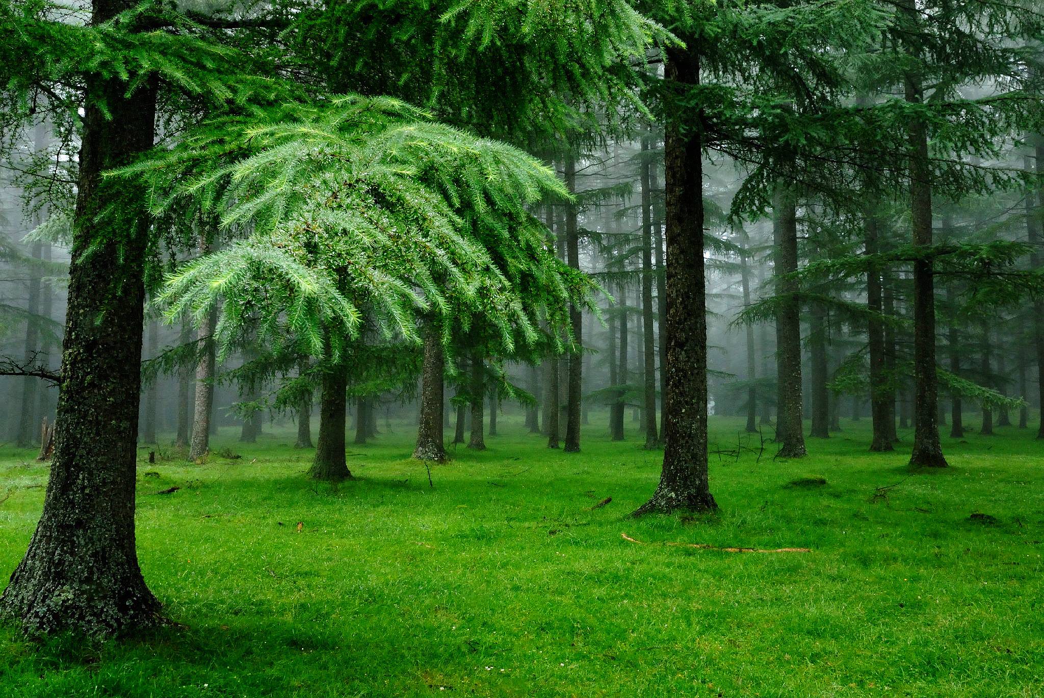 Green Forest Spruce Trees Image Desktop Wallpaper