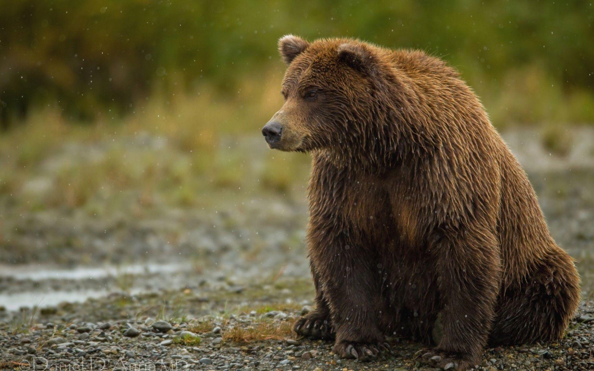 grizzly bear sits and watches free background