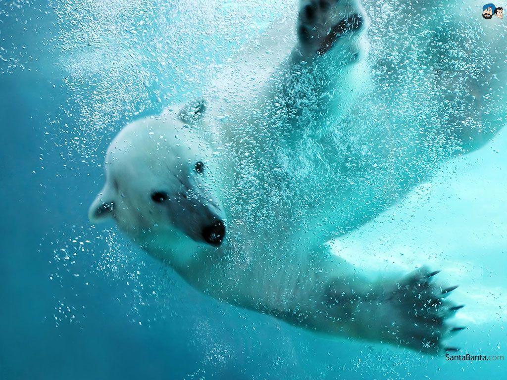 Wallpaper For > Polar Bear Swimming Wallpaper