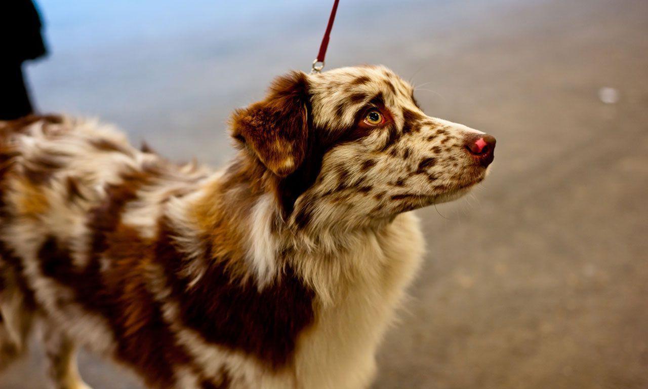 Australian shepherd on the leash wallpaper