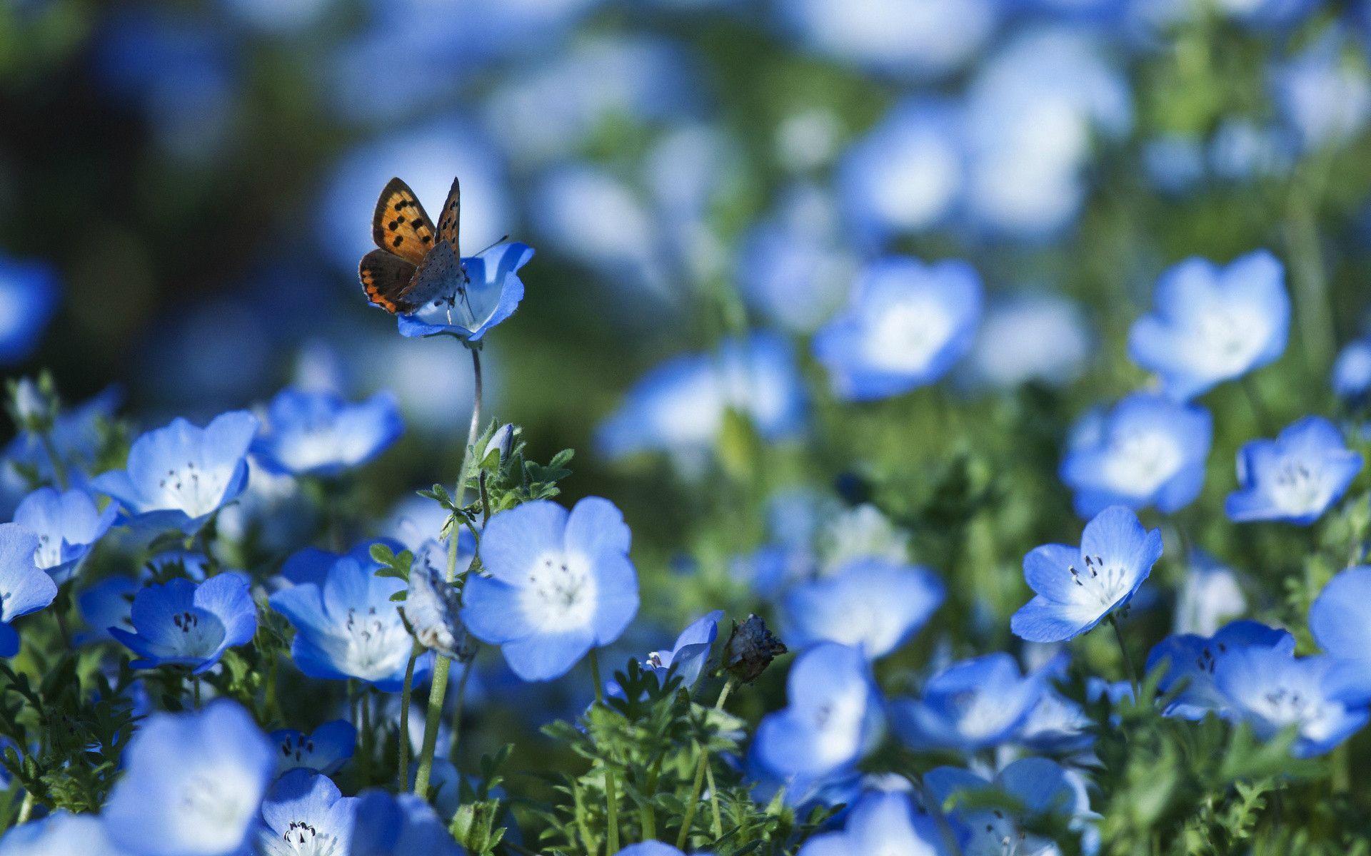 Beautiful Butterfly in Flowers