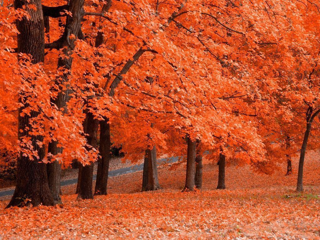 Tony Autumn Tree Wallpaper 1024x768PX New Orange Fall Trees