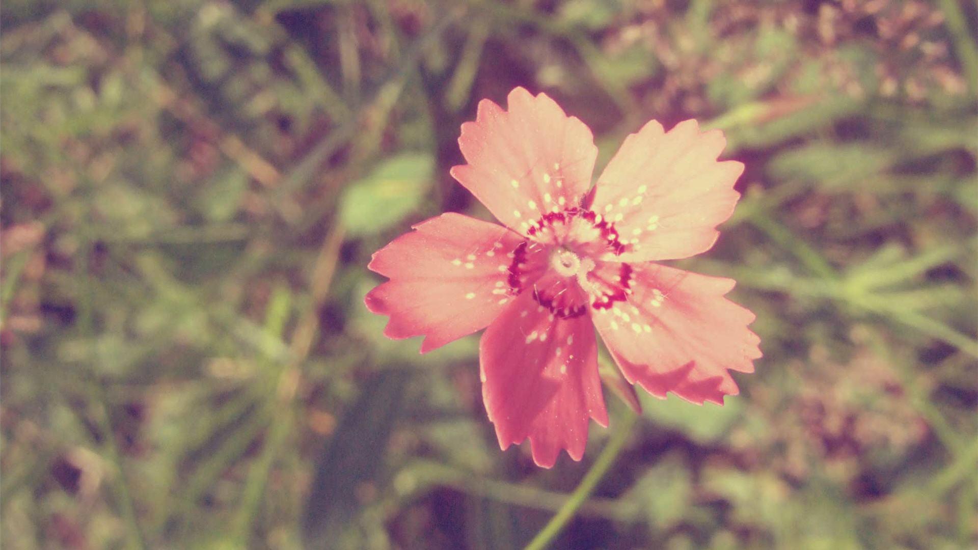 Vintage Flowers Wallpapers 10468 1920x1200 px