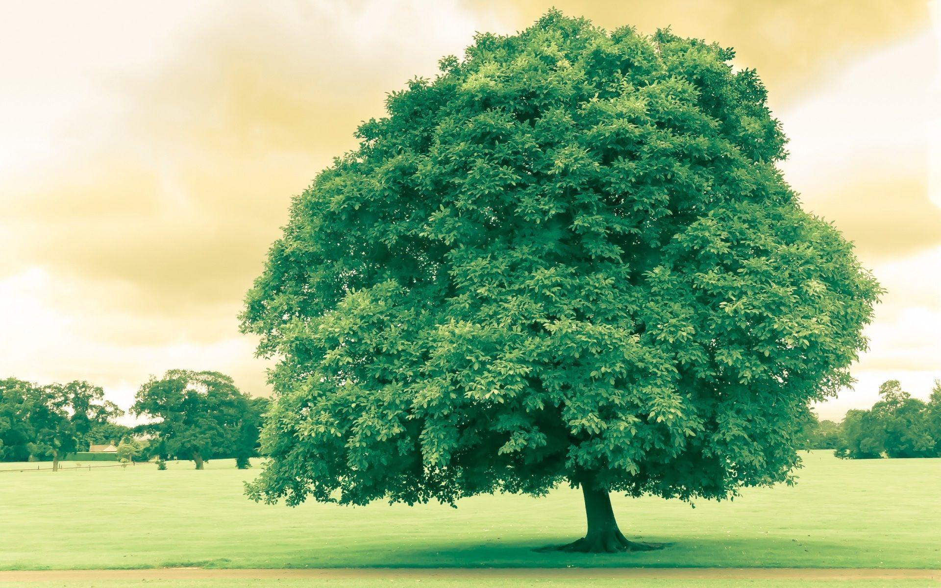 Free Download green tree Wallpaper in 1920x1200 resolutions