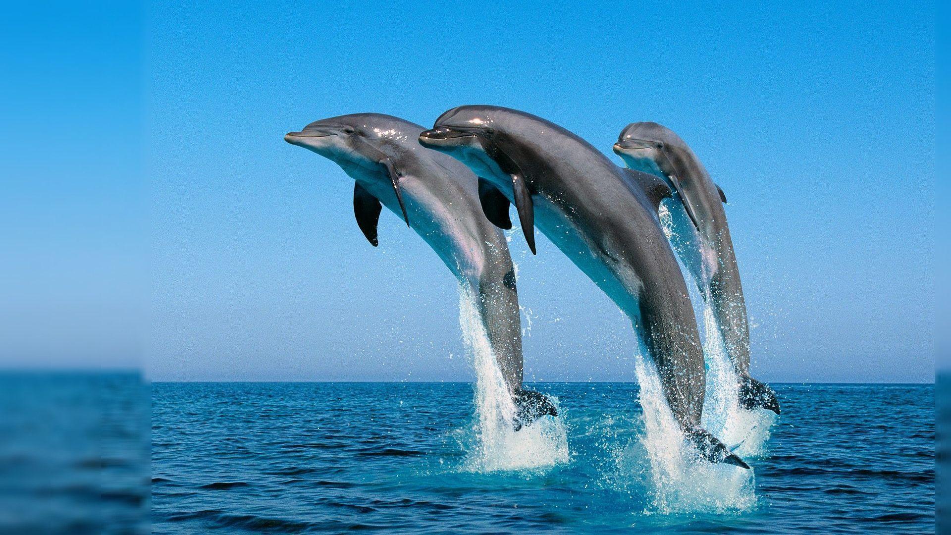 3D Dolphin Desktop Wallpaper Wallpaper Inn