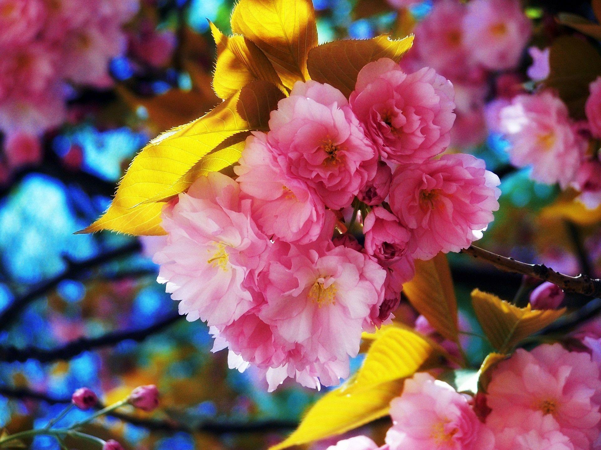 Natural Colors In Flowers HD Wallpaper. Download Free HD Wallpaper