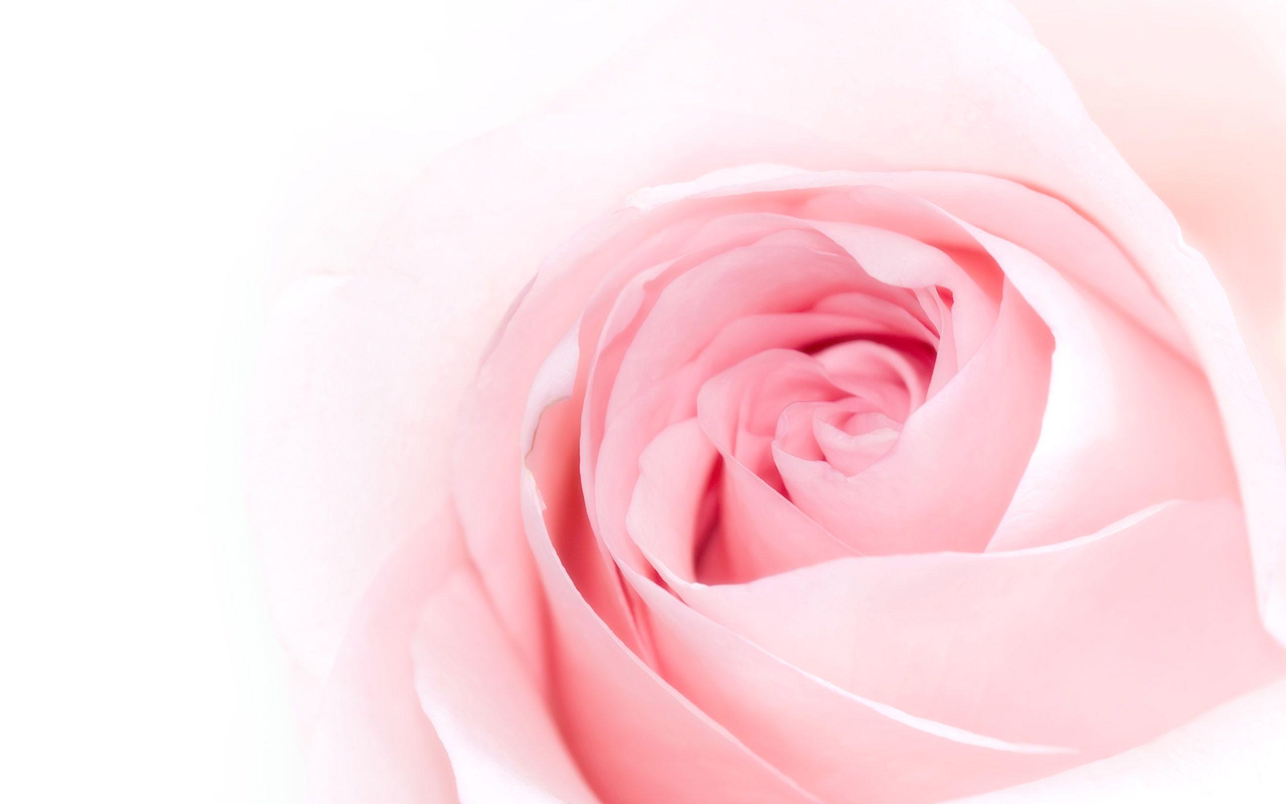pink roses wallpaper
