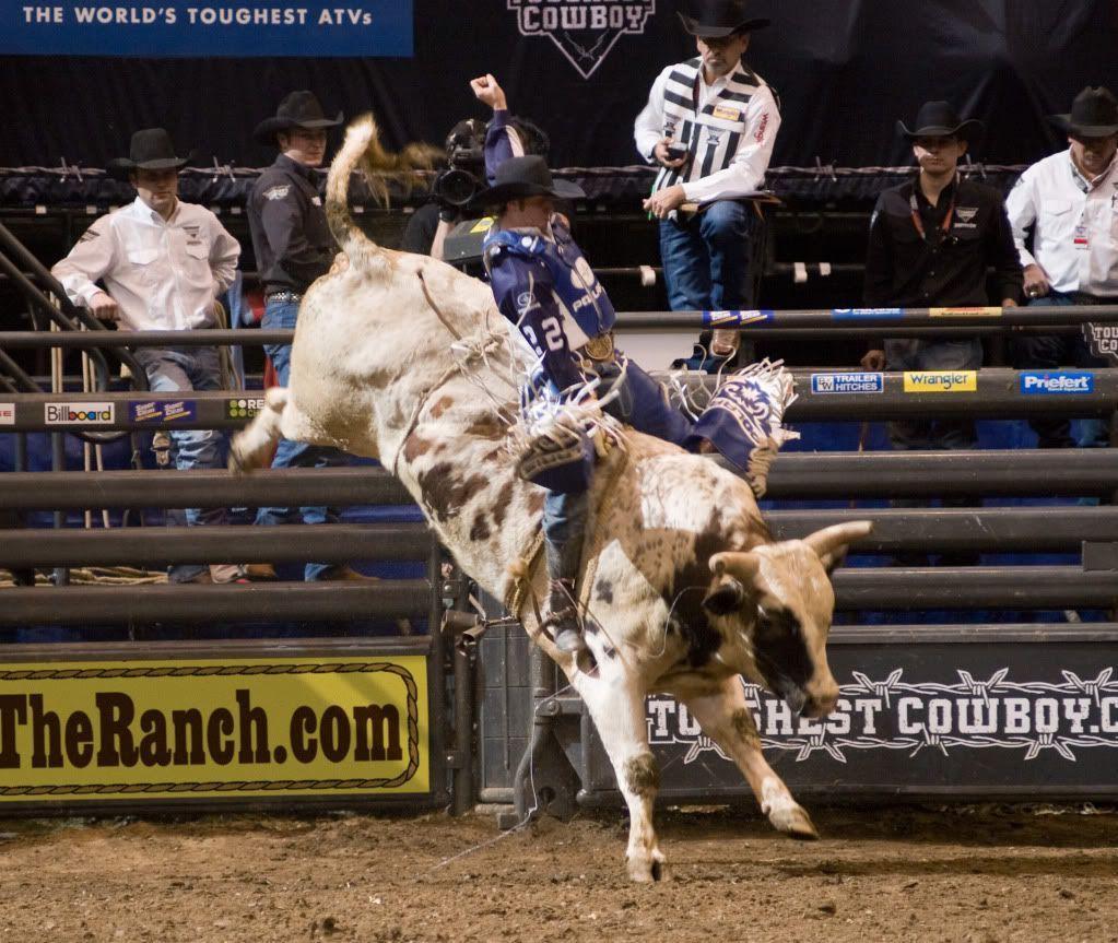 image For > Rodeo Bull Wallpaper