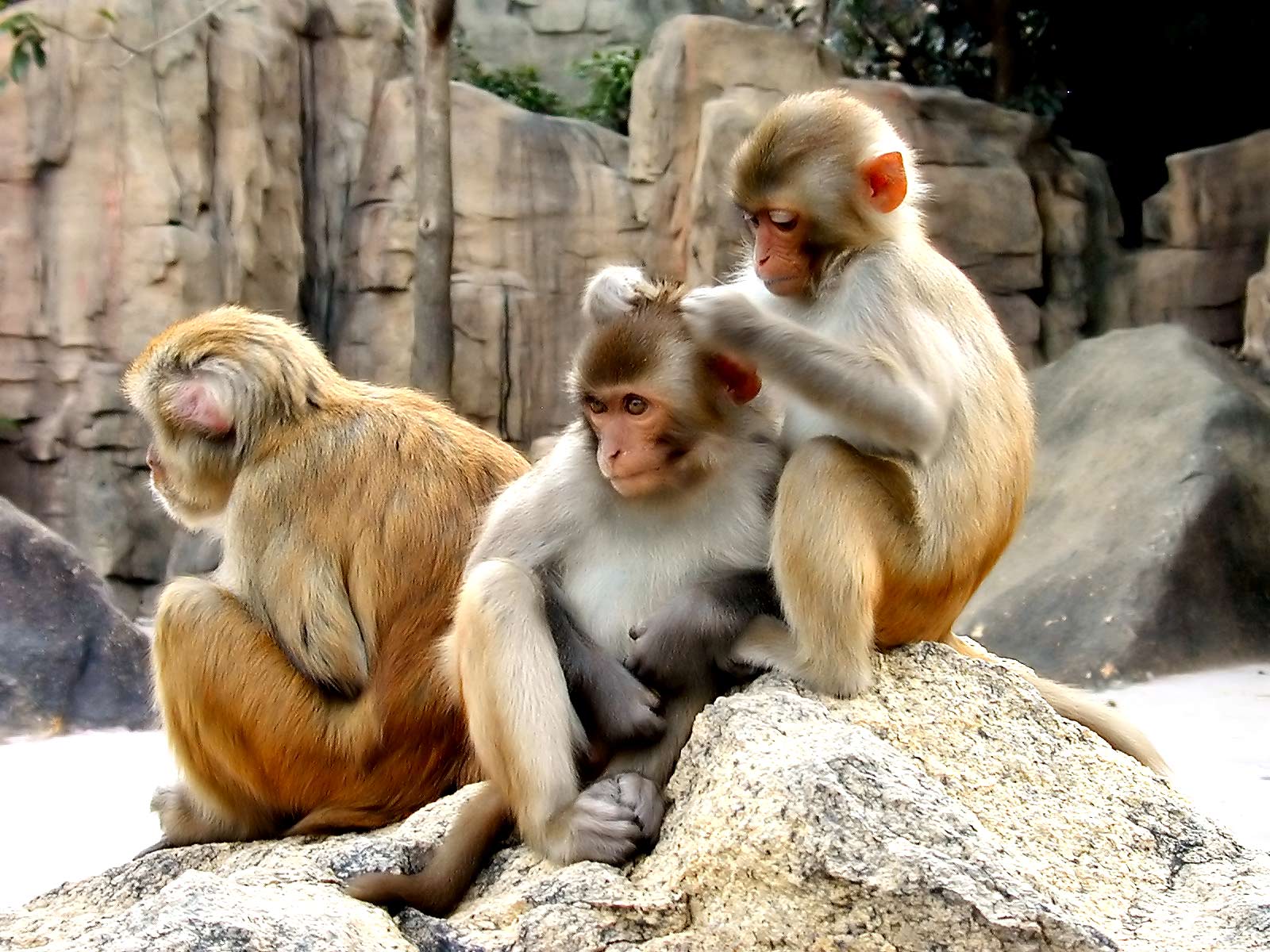 Desktop Wallpaper · Gallery · Animals · Monkeys. Free Background