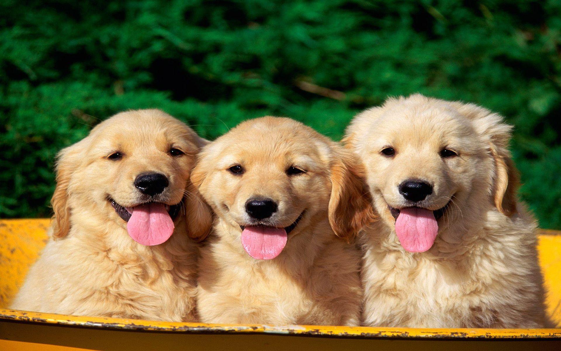 image For > Puppies Desktop Wallpaper