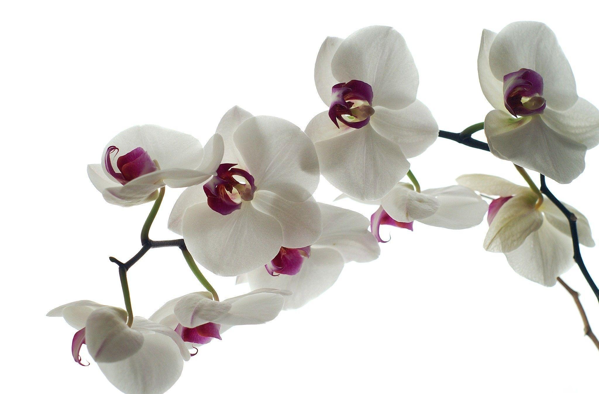 Pin White Orchid Wallpaper 1920x1080