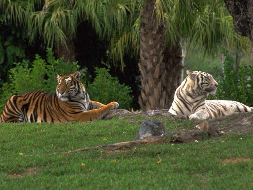 White and Bengal tiger wallpapers