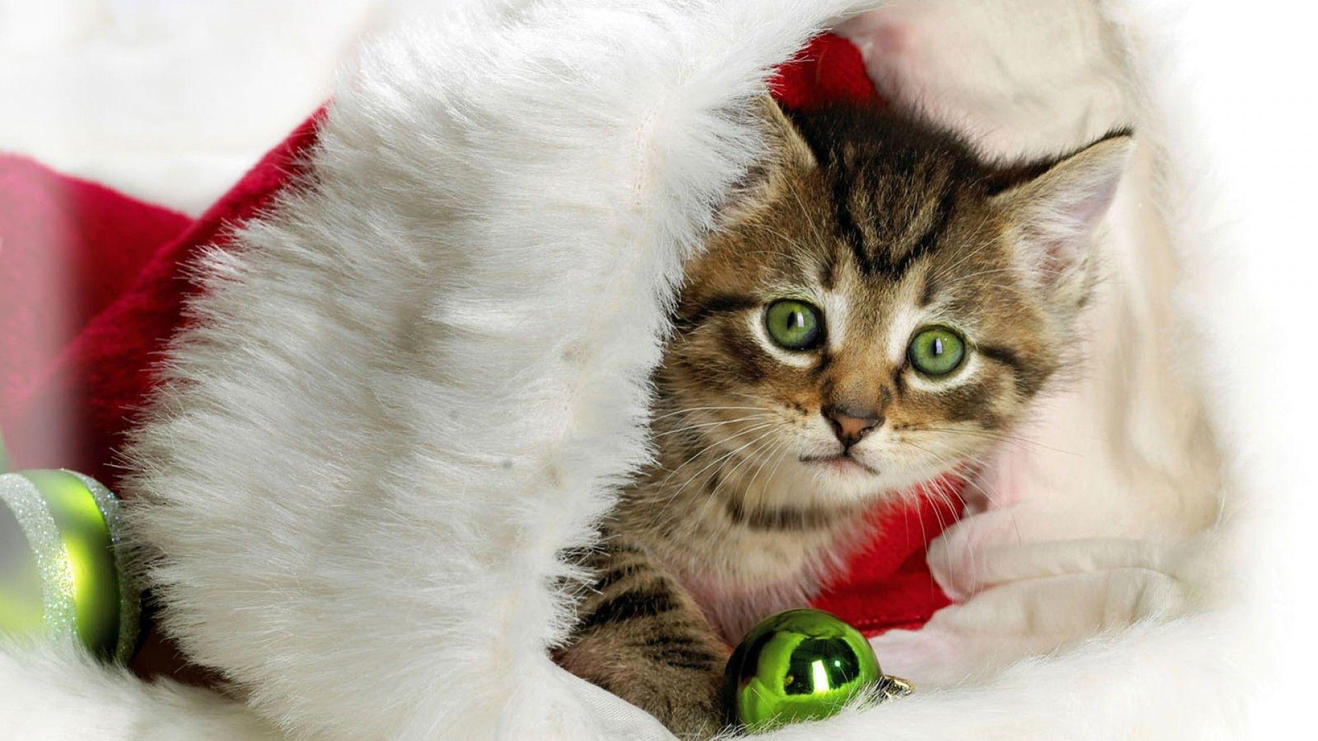 Cat Christmas Hd Jootix Wallpapers