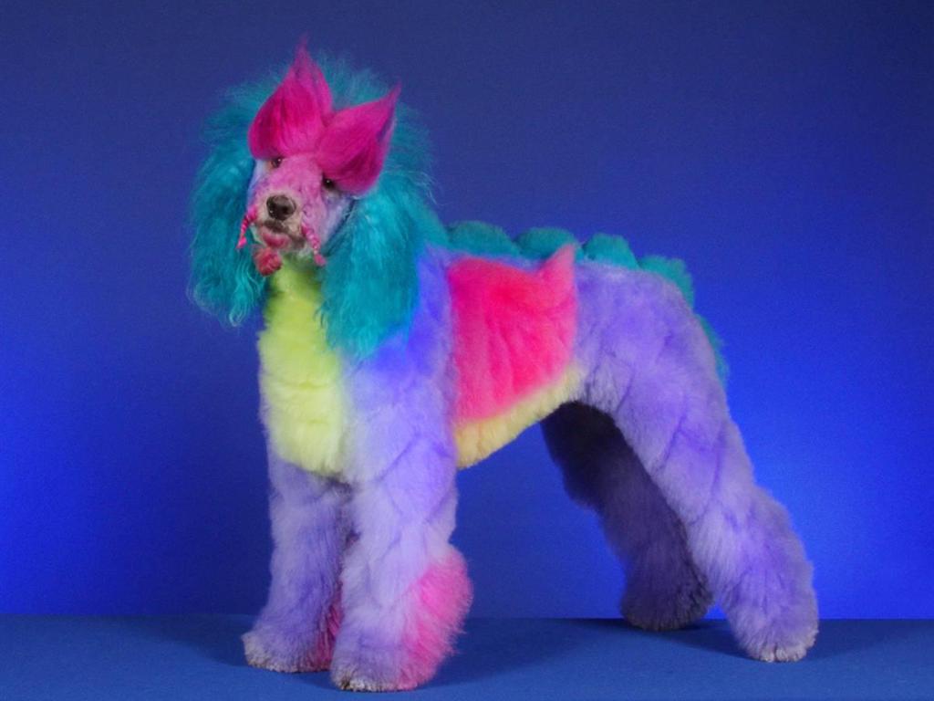 Colorfull Poodle Dog Wallpaper High Resolution Wallpaper