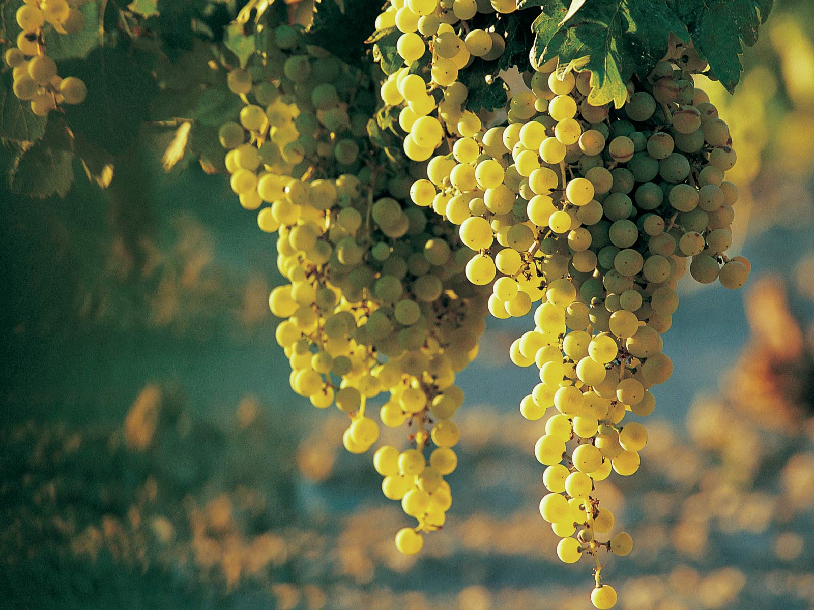 Desktop Wallpaper · Gallery · Nature · Green grapes. Free