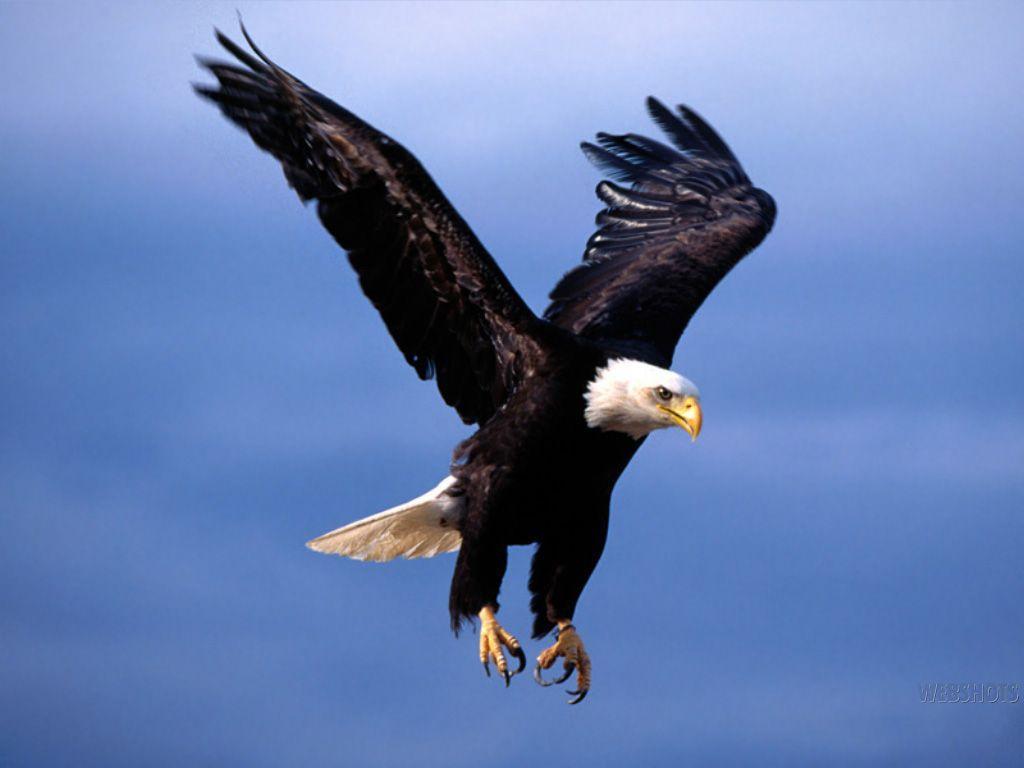Eagle Is American Patriot Wallpaper Wallpaper. High