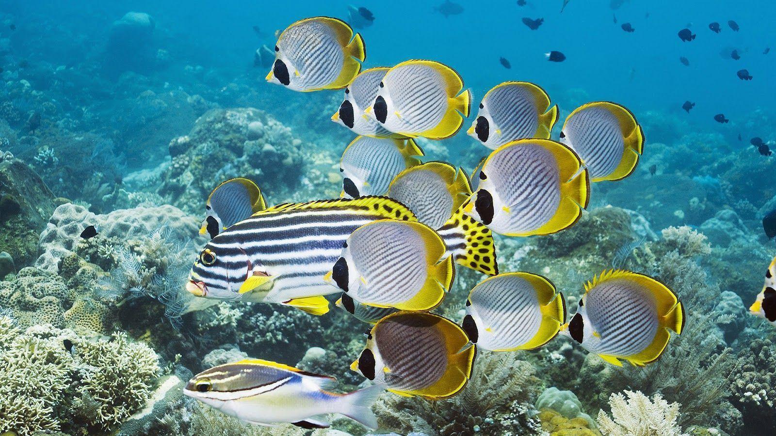 Fish Desktop Wallpaper (62+ images)