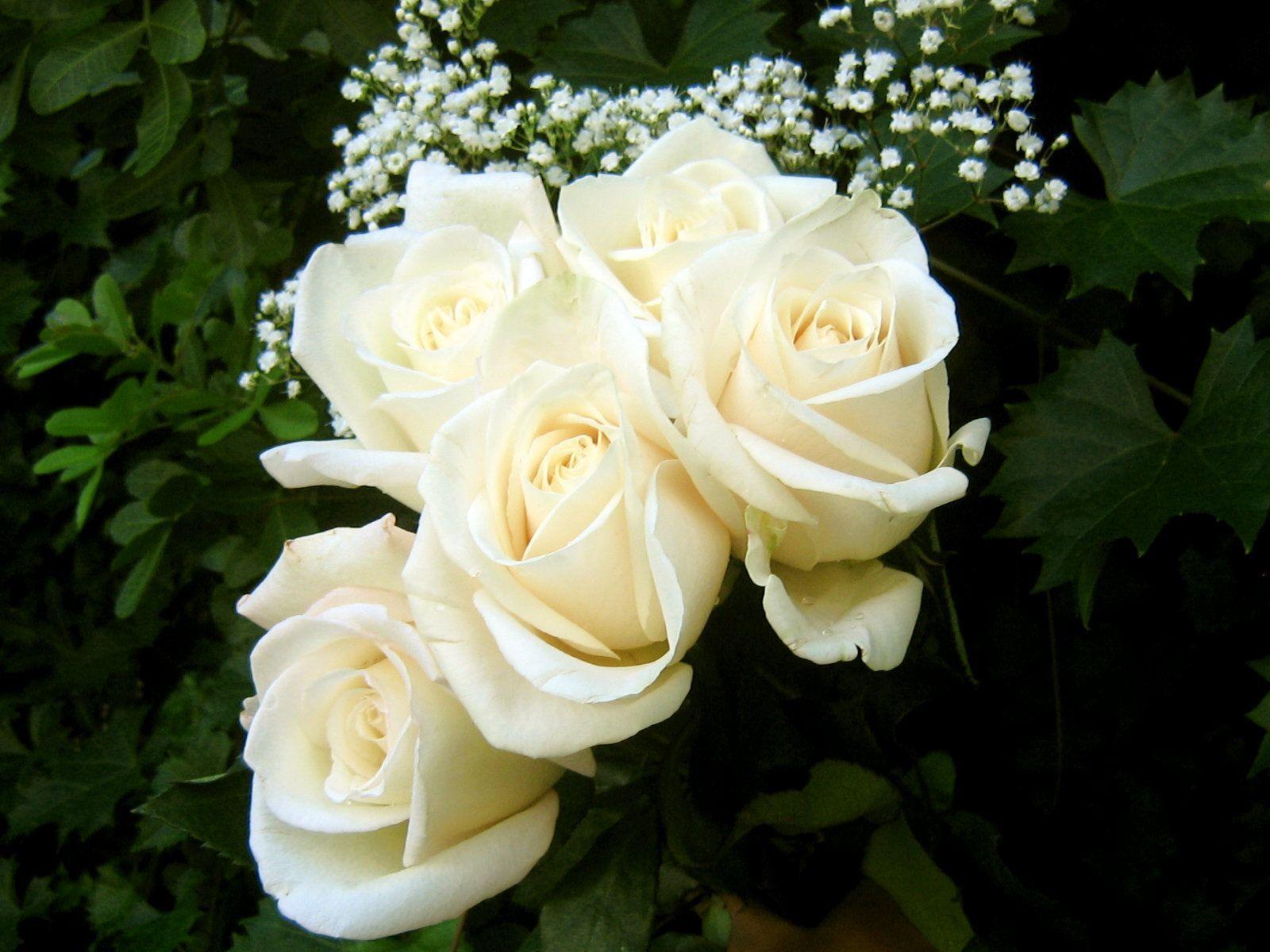 Wallpaper For > Beautiful White Rose Wallpaper