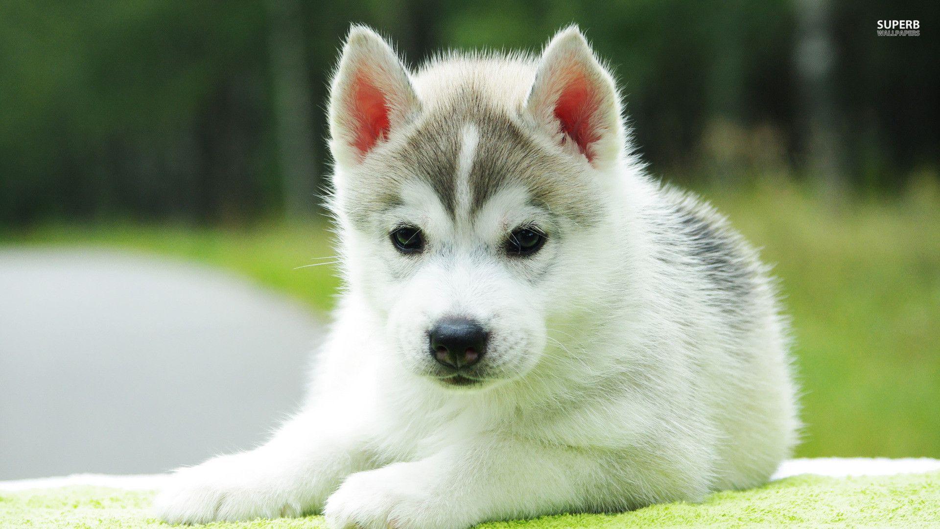 Husky Puppy Wallpaper 1920x1080 Puppy Wallpaper Download