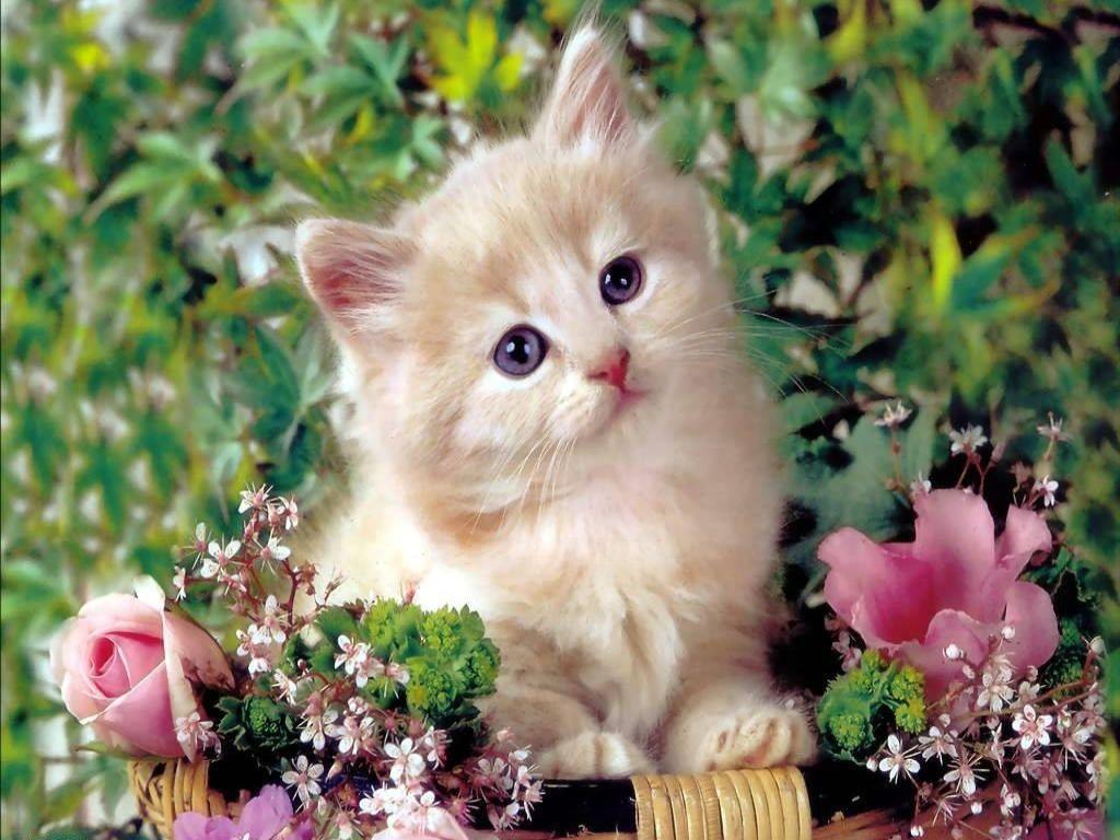 Cute Cat Picture Wallpaper Inn