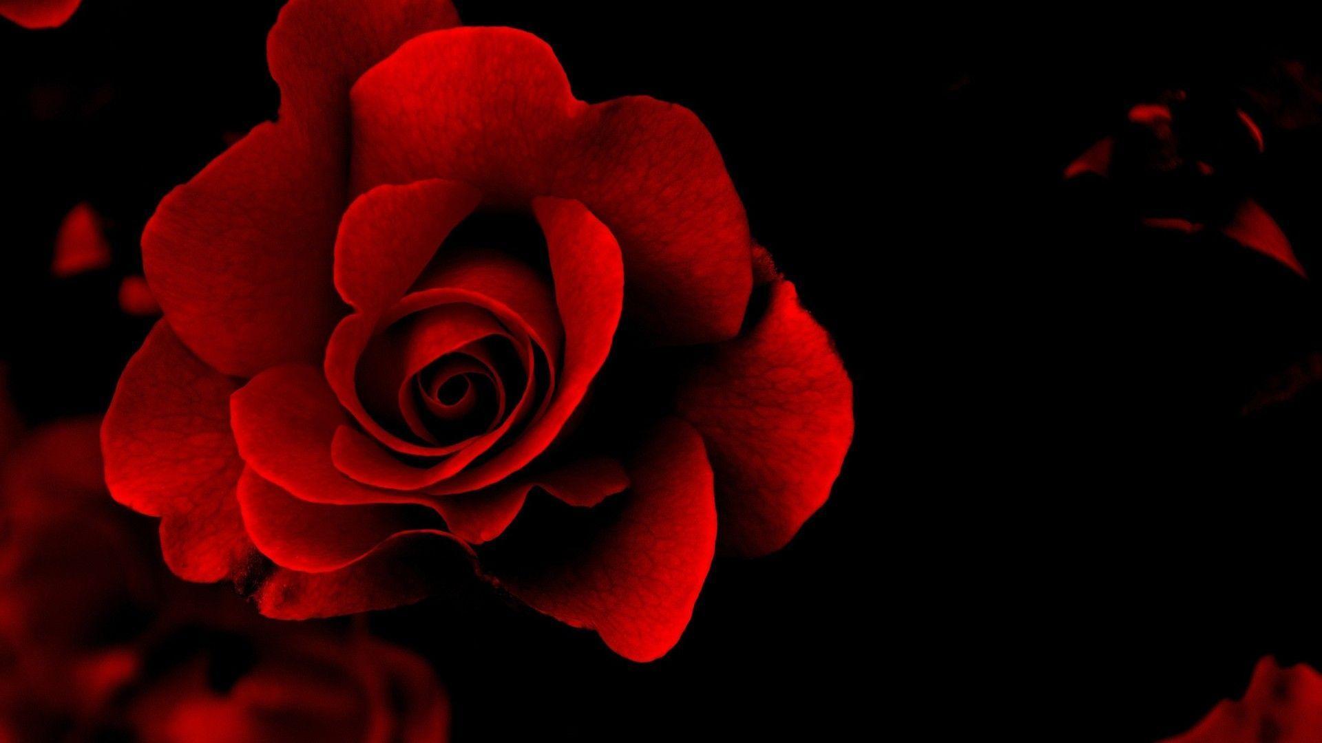 Red Rose Flower Black Backround, iPhone Wallpaper, Facebook Cover
