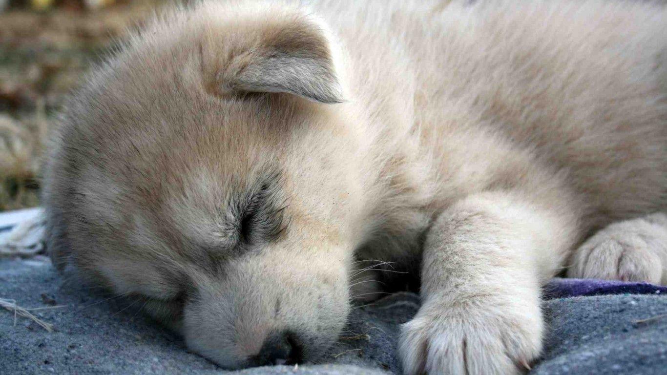 Pix For > Baby Wolves Wallpapers Hd