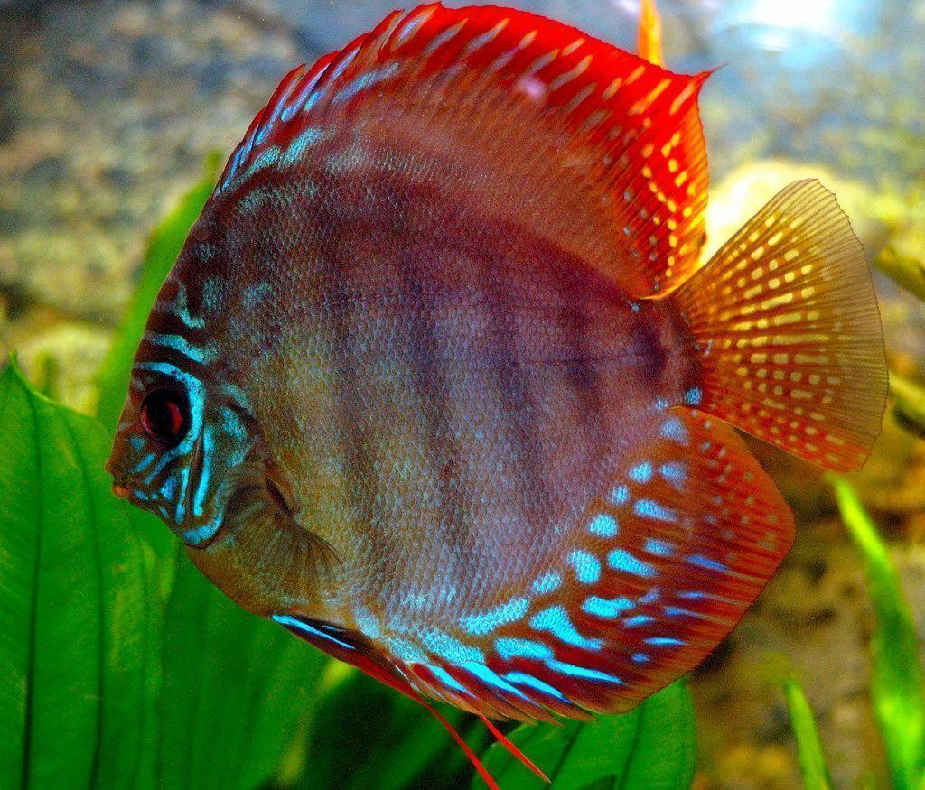 Discus Fish HD photo image wallpaper amazing / Wallpaper Animal