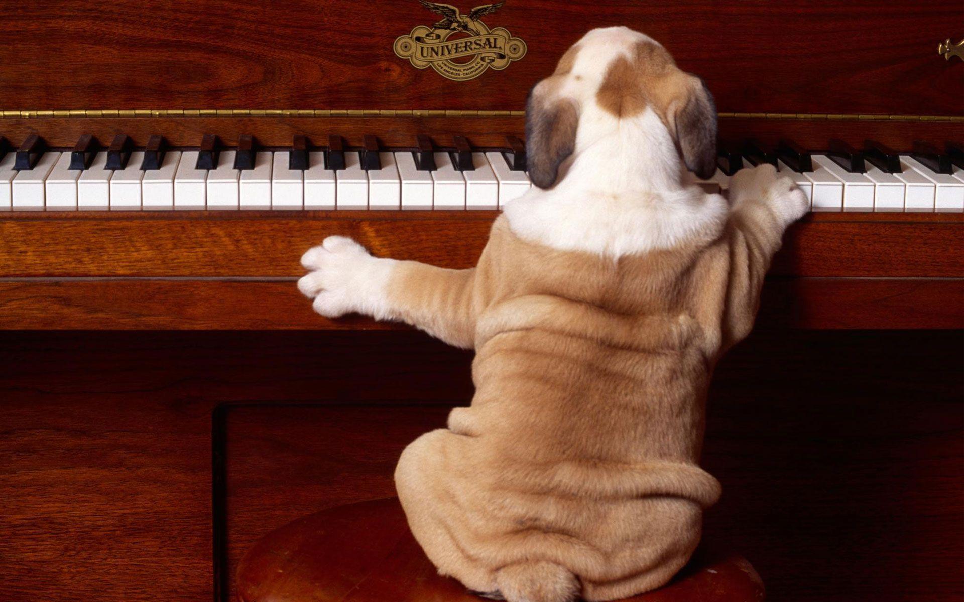 Funny Dog Playing The Piano Wallpaper HD Wallpaper. High