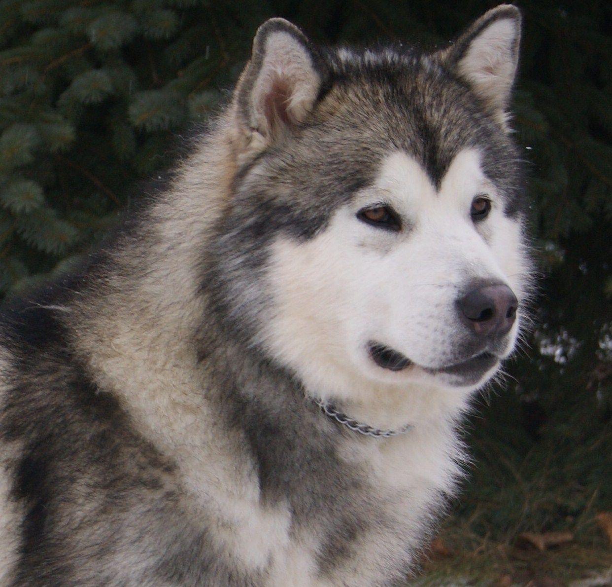 Grey Alaskan Malamute dog photo and wallpaper. Beautiful Grey