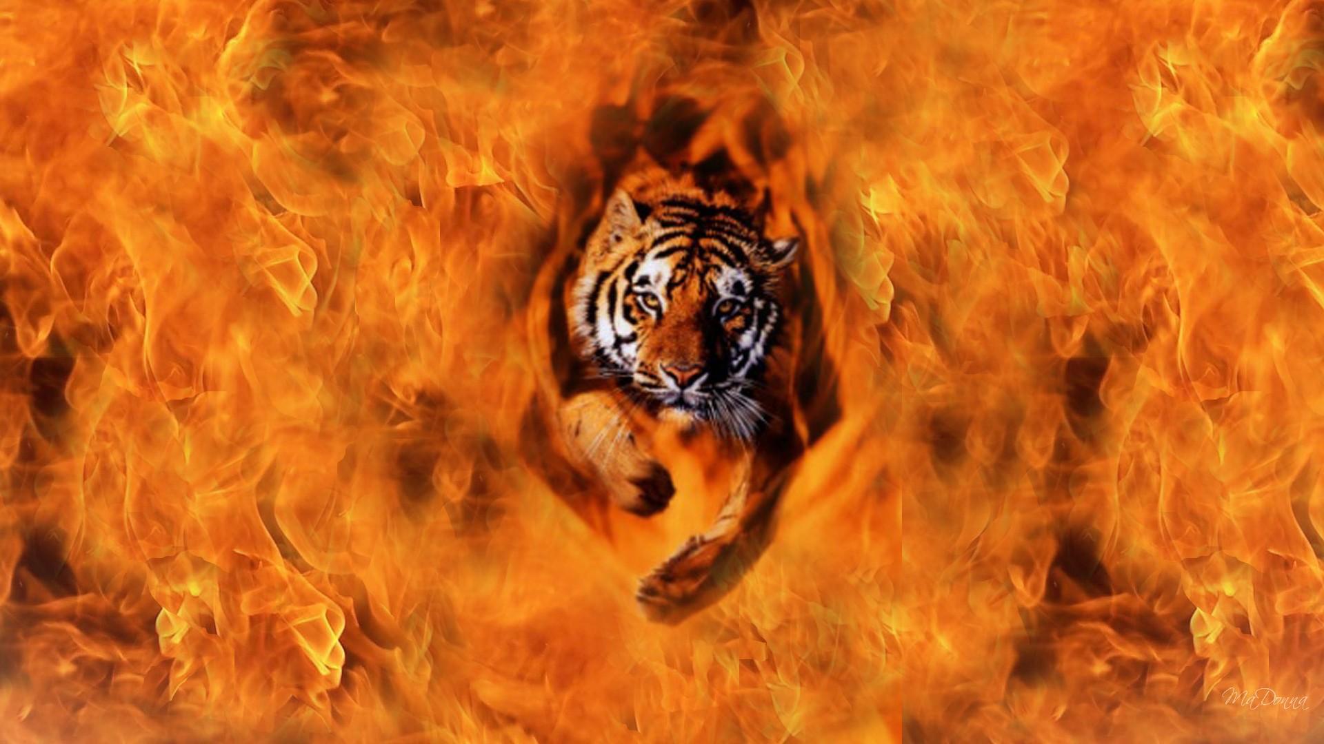 Tiger From The Flames Wallpaper 1920x1080 px Free Download