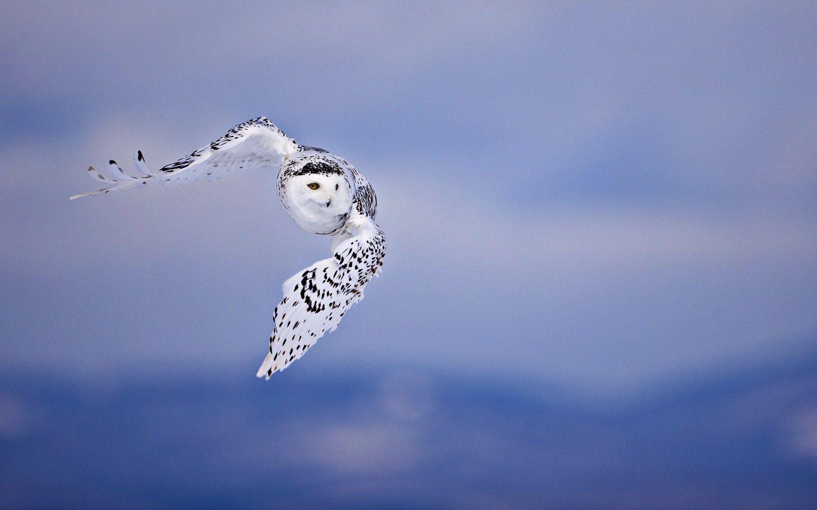 image For > White Owl Wallpaper