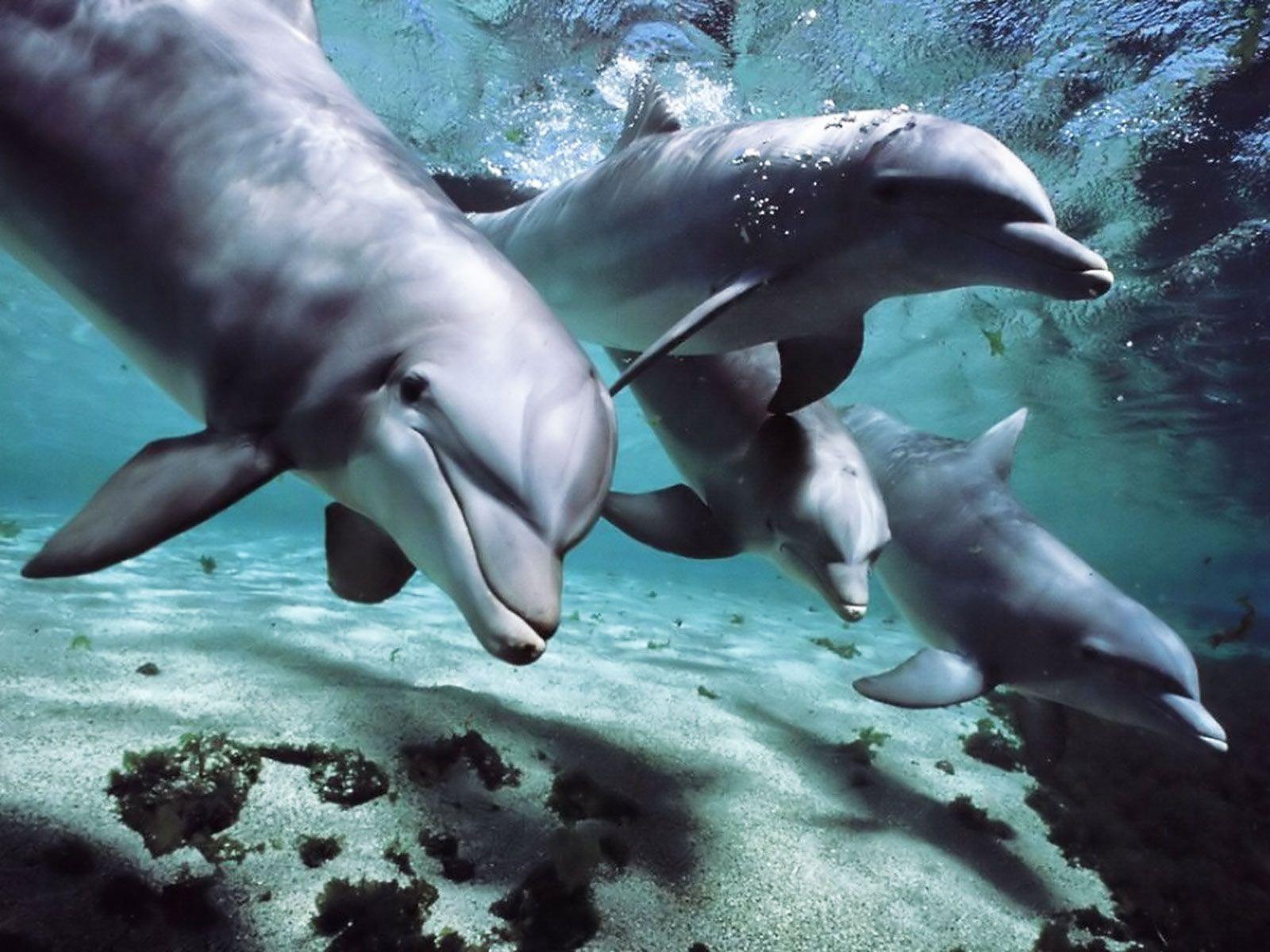 Dolphin Swim HD Wallpaper Wallpaper Inn