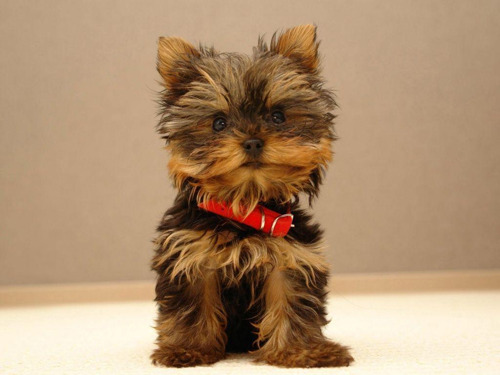 Cute Puppy Pictures, Puppy Wallpapers & Image
