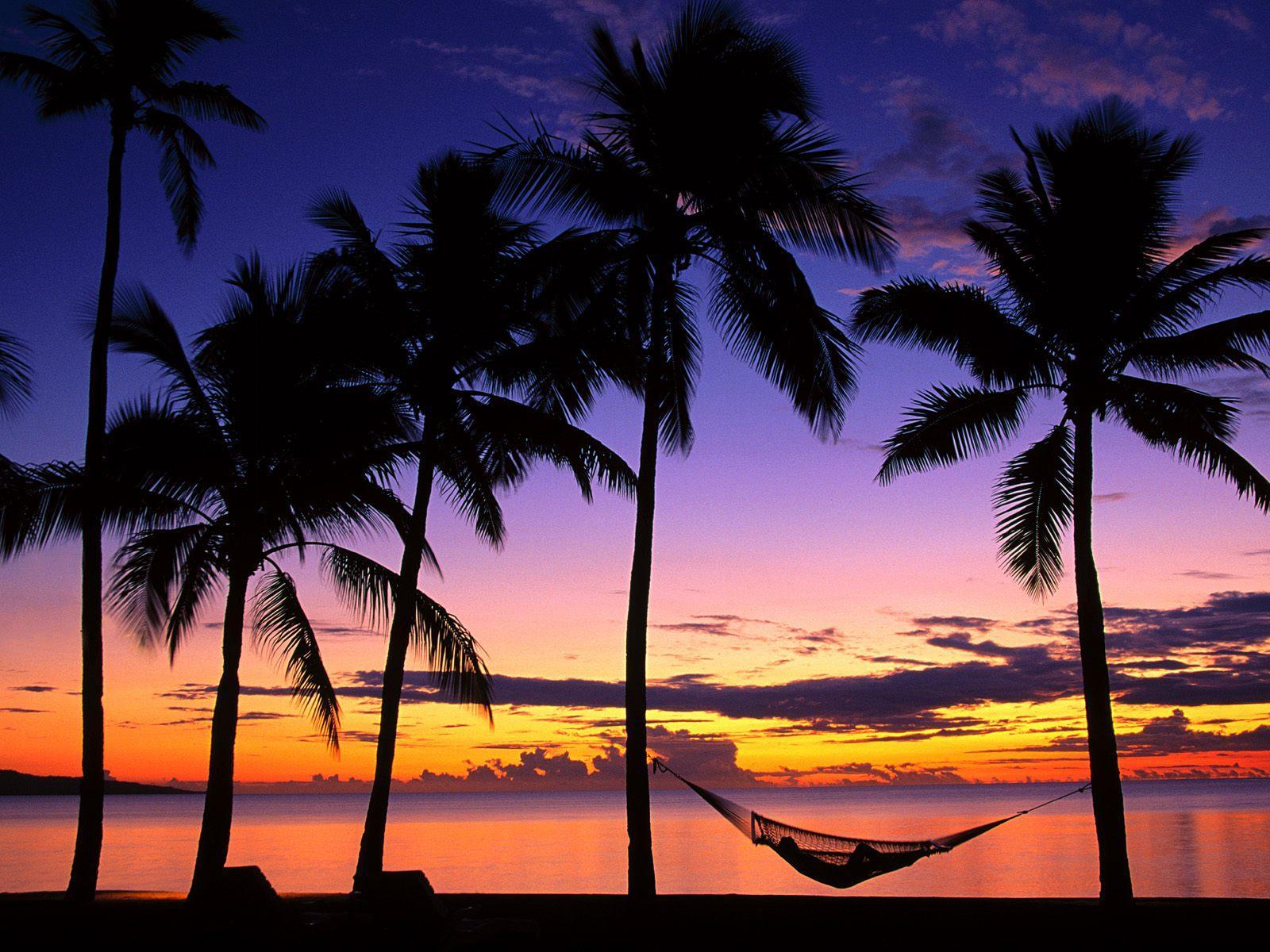 Palm trees at sunset free desktop background wallpaper image