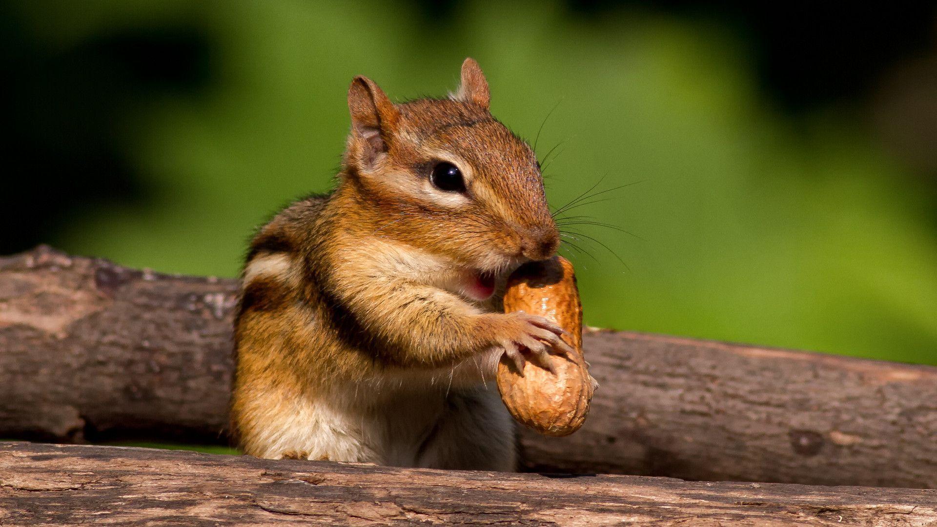 Cute Chipmunk Animal HD Wallpaper