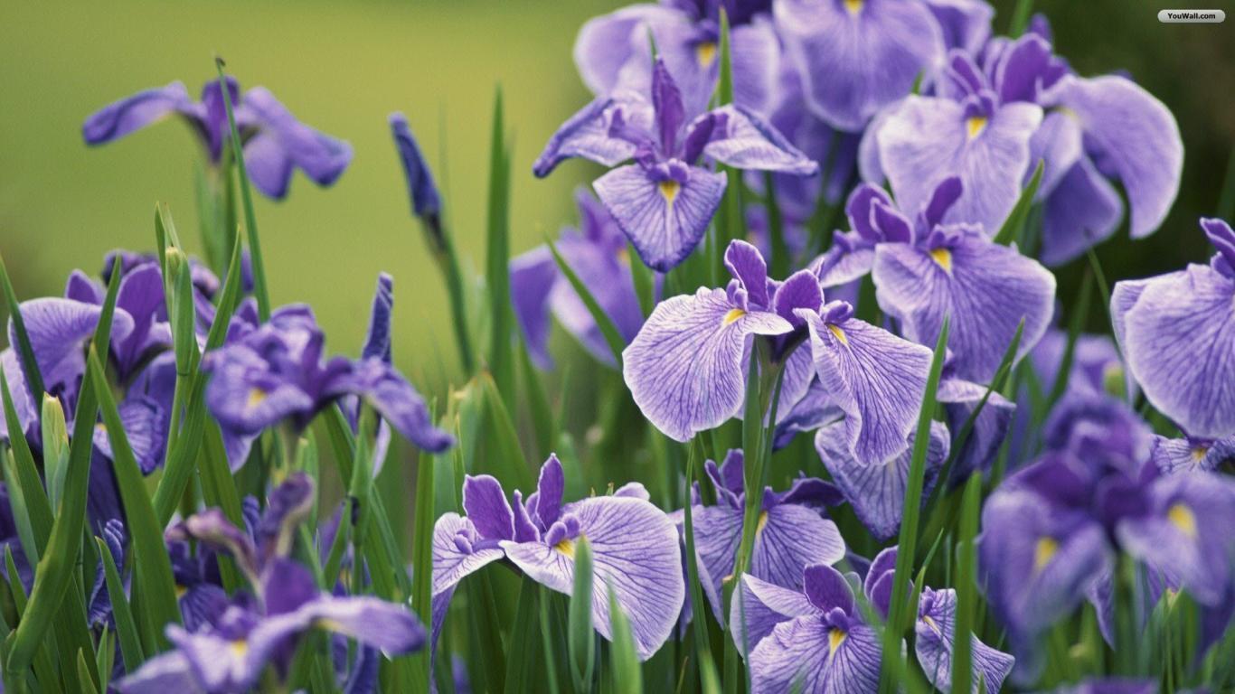 Violet Iris Flowers Wallpaper 1366x768 127 Kb Car Picture