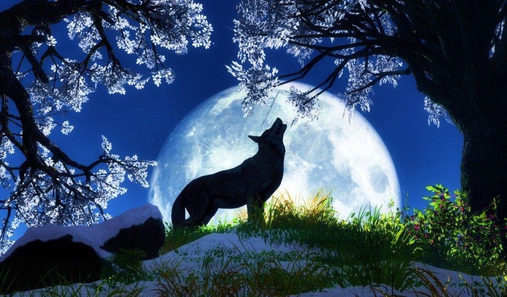 Cool Wolf Backgrounds Wallpaper Cave Wolf wallpapers desktop is cool wallpapers. cool wolf backgrounds wallpaper cave