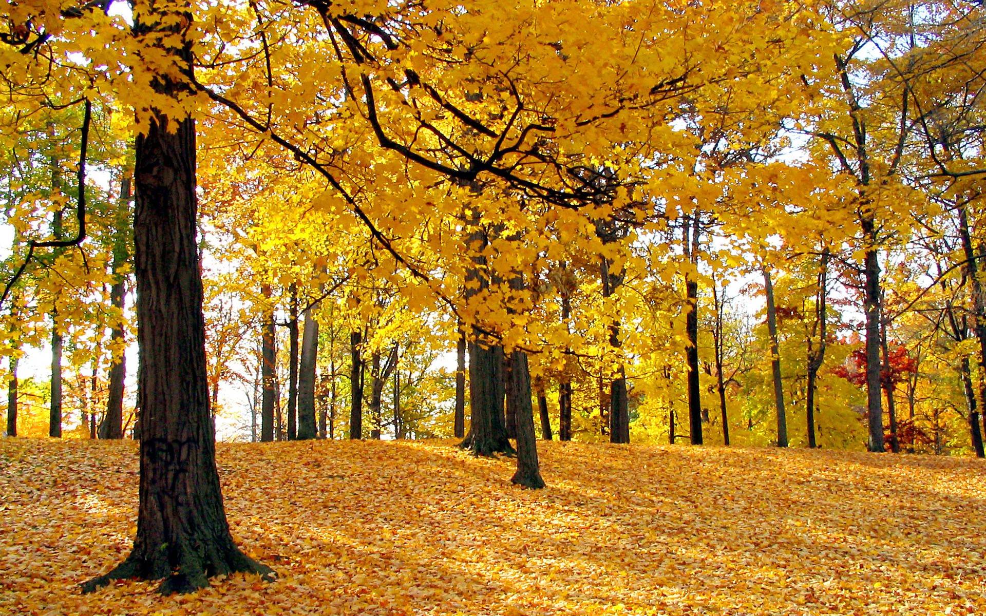 Fall Leaves Wallpaper. Large HD Wallpaper Database