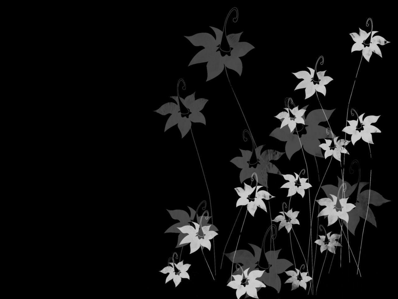 Background Black Flowers, wallpaper, Background Black Flowers HD