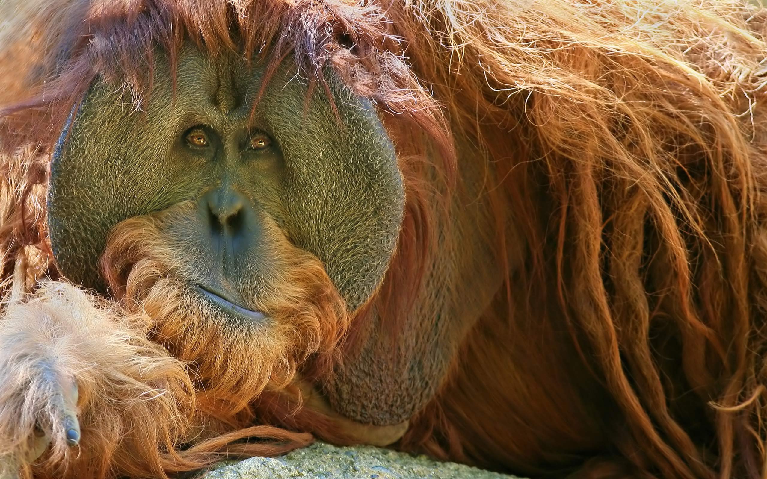 Orangutan Wallpapers  Top Free Orangutan Backgrounds  WallpaperAccess
