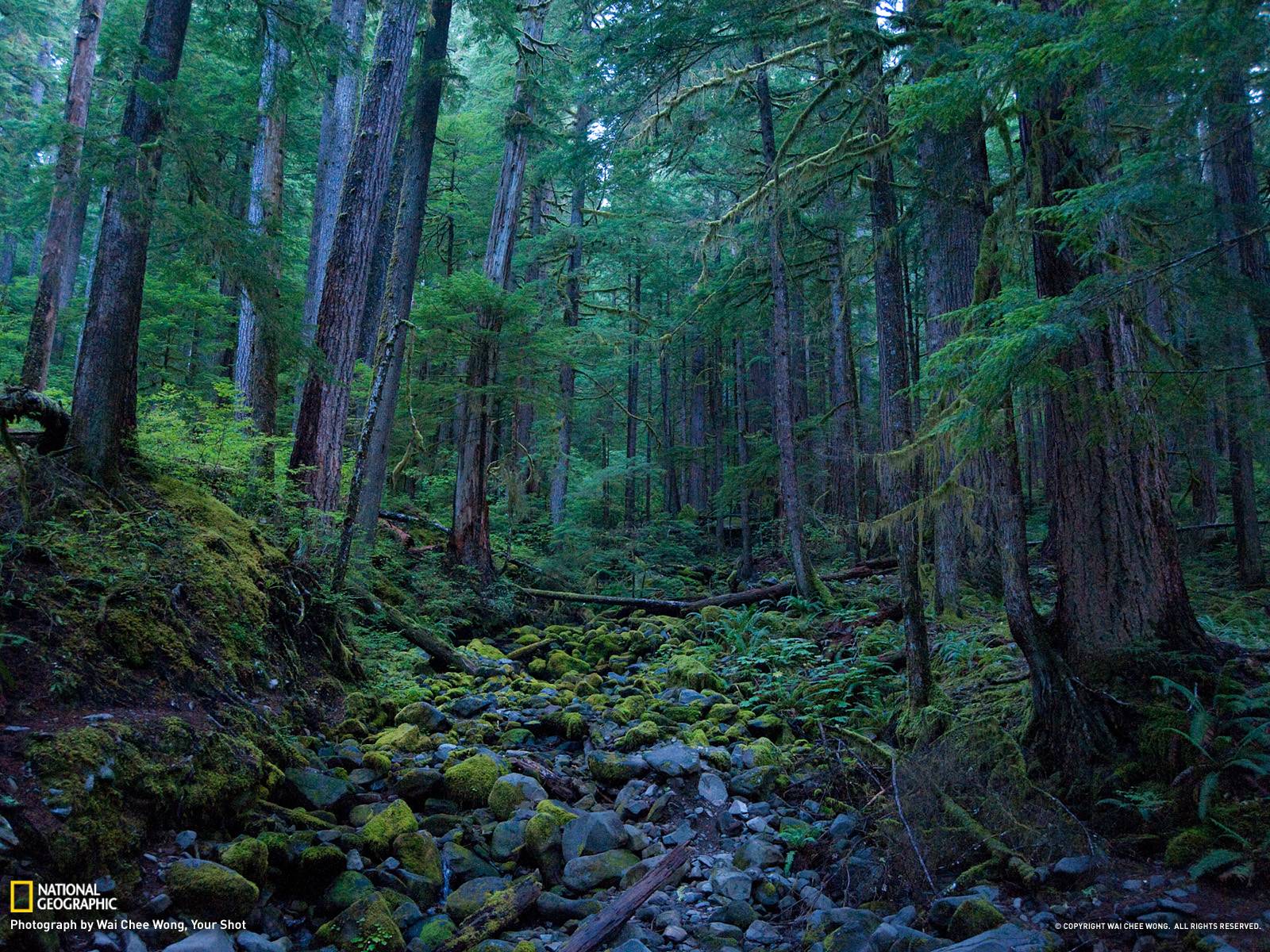 Hoh Rain Forest Picture – Olympic National Park Wallpapers