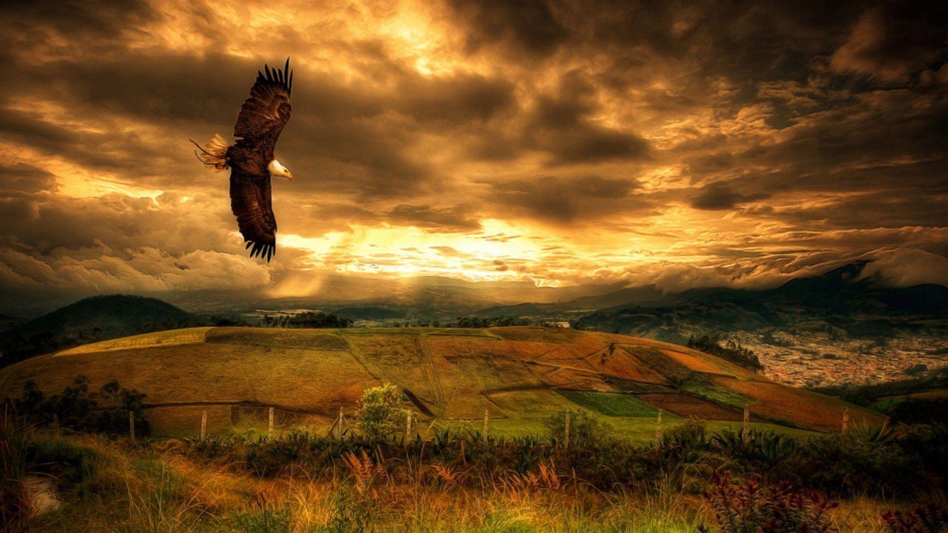 Eagle Flying Background Wallpaper