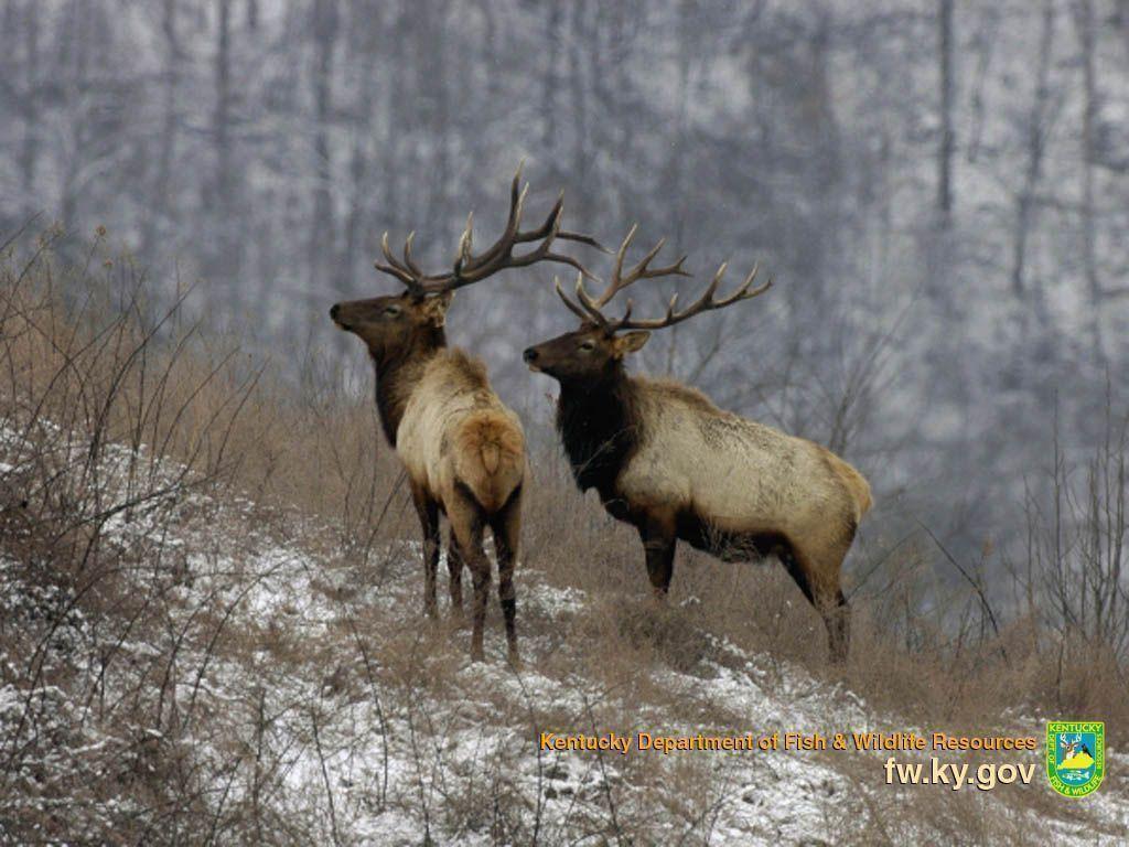 Elk HD Wallpapers