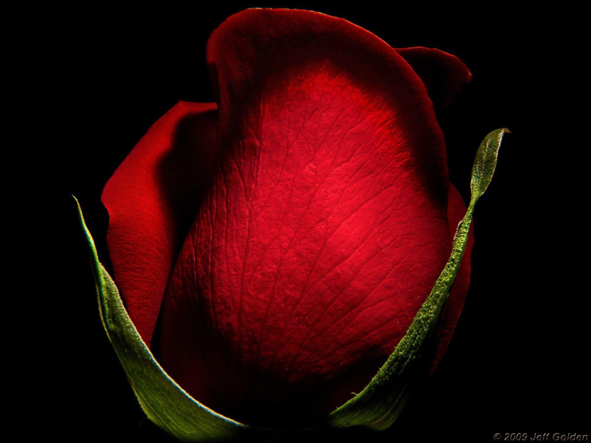 Red Rose desktop wallpaper 800x600, Red Rose background 800x600