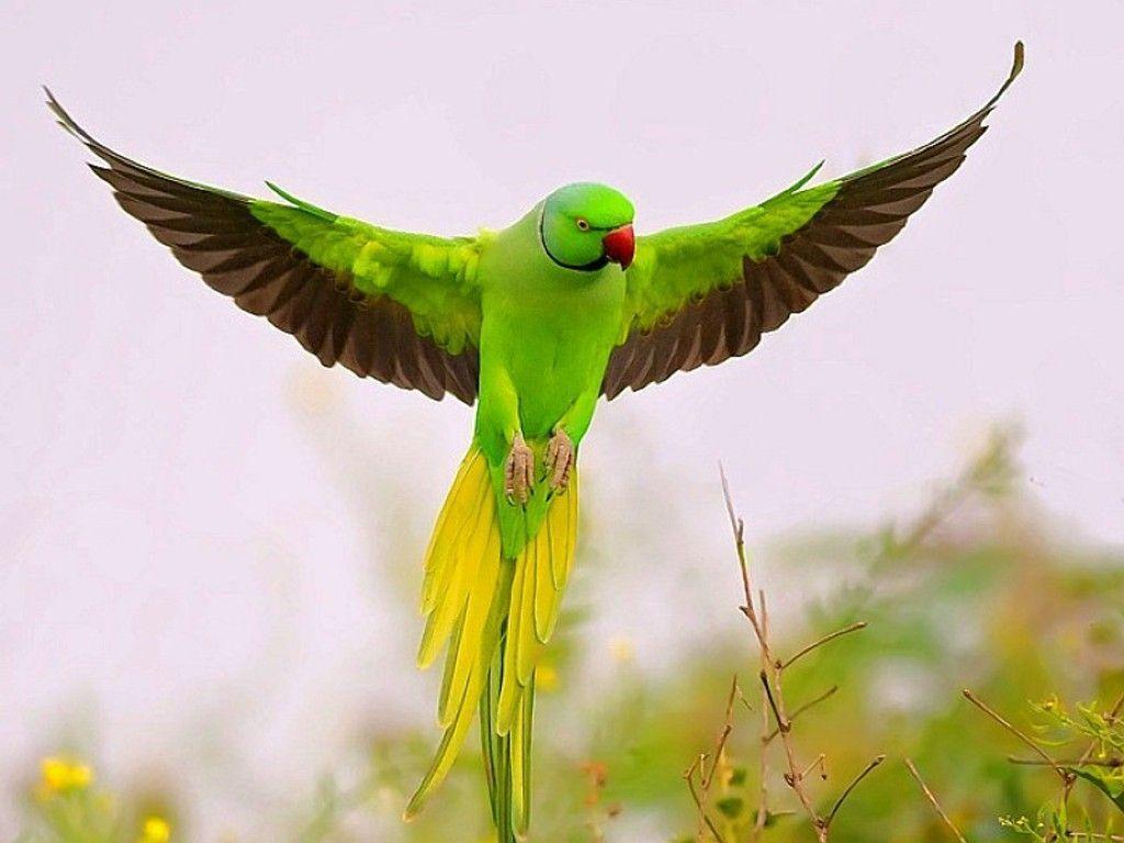 Beautiful & Colorful Parrots Wallpaper