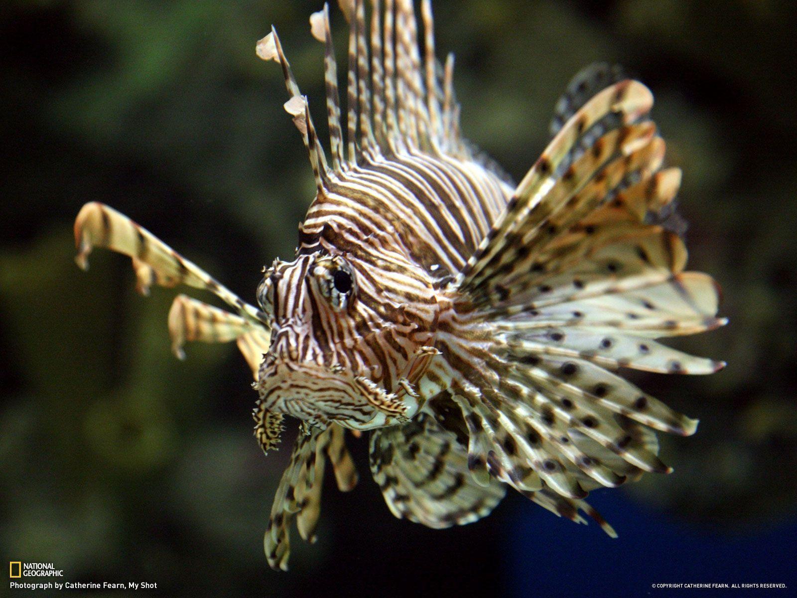 Lionfish